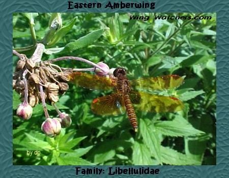 Eastern Amberwing by Dave Pelletier