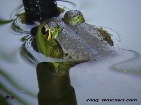 A Frog by Amy Kish