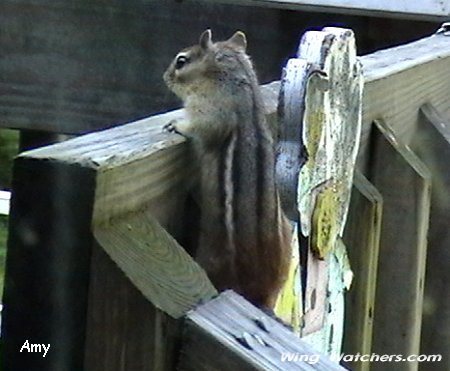 Chipmunk by Amy Lee Kish