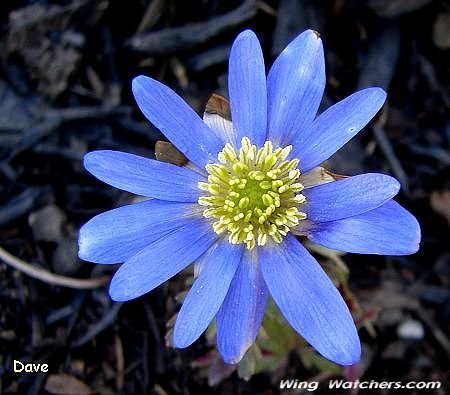 Anemone flower