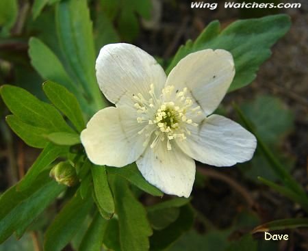 Wild Anemone flower