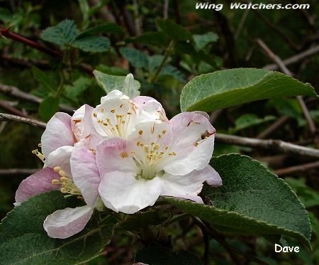 Apple blossoms