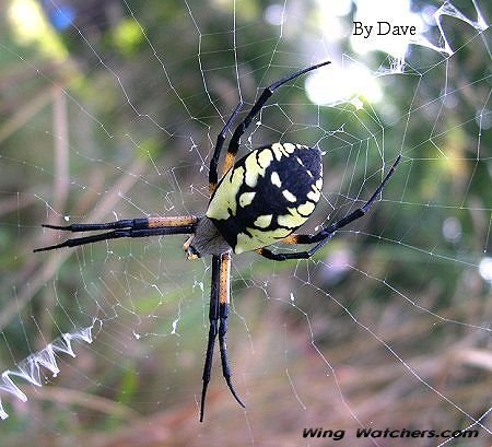 Black and Yellow Argiope by Dave Pelletier