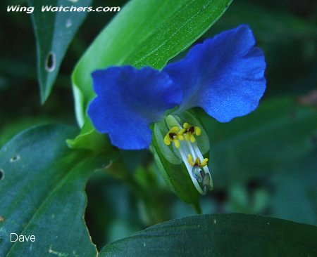 Asiatic Dayflower