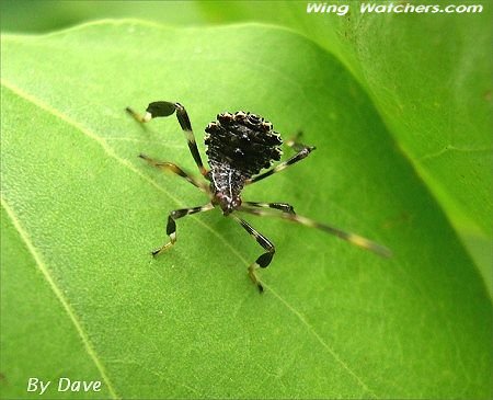 Leaf-footed Bug larva by Dave Pelletier