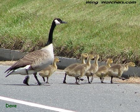 Canada Goose family by Dave Pelletier