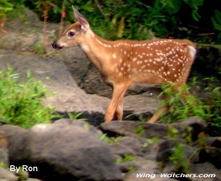 White-tailed Deer (Fawn) by Ron Pelletier