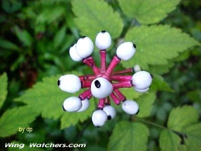 White Baneberry