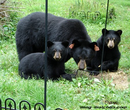 Black Bear family by Dave Pelletier