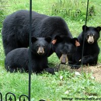 linked thumbnail to larger Black Bear photo.