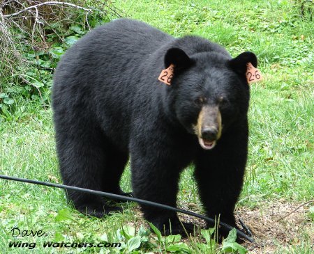 Black Bear by Dave Pelletier