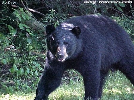 Black Bear by Dave Pelletier