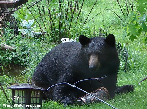 Black Bear by Judy