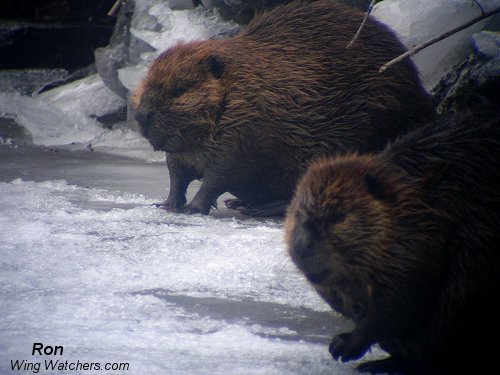 Beaver by Ron Pelletier