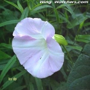 Hedge Bindweed flower