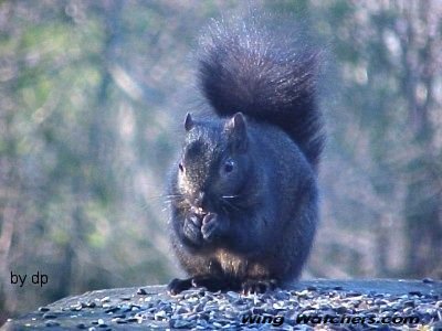 Black Squirrel by Dave Pelletier