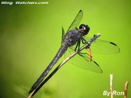 Eastern Pondhawk by Ron Pelletier