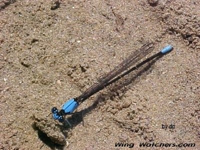 Bluet Damselfly species by Dave Pelletier