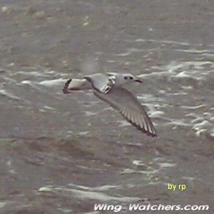 Bonaparte's Gull (winter) by Ron Pelletier