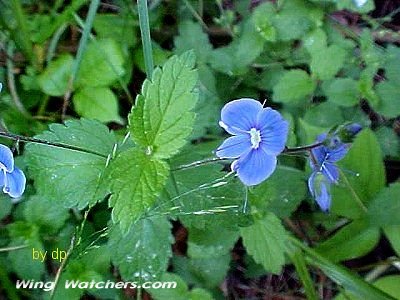 Brooklime Flowers