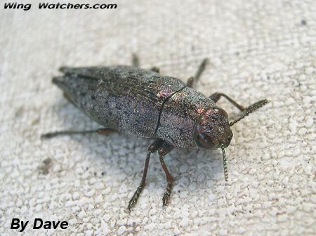 Metallic Wood-boring Beetle by Dave Pelletier