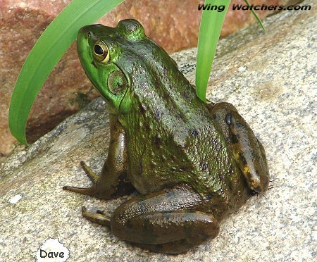 Bullfrog by Dave Pelletier