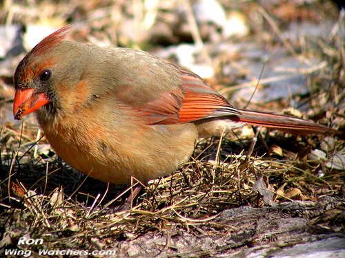 Northern Cardinal (F) by Ron Pelletier