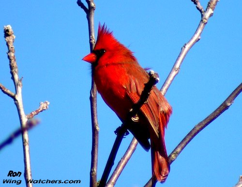 Northern Cardinal (M) by Ron Pelletier