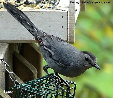 Gray Catbird by Dave Pelletier