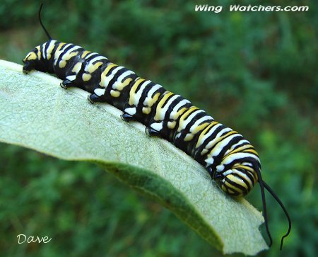 Monarch Caterpillar by Dave Pelletier