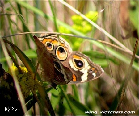 Common Buckeye Butterfly by Ron Pelletier