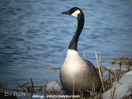 Canada Goose by Ron Pelletier