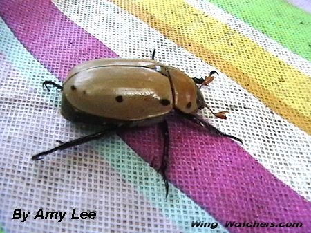 Spotted Pelidnota Beetle by Amy Kish