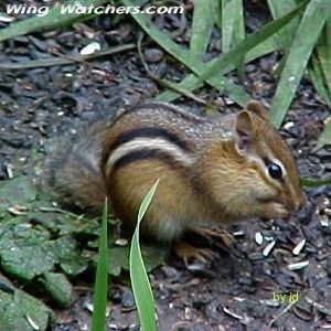 Chipmunk by Jodie Bishop