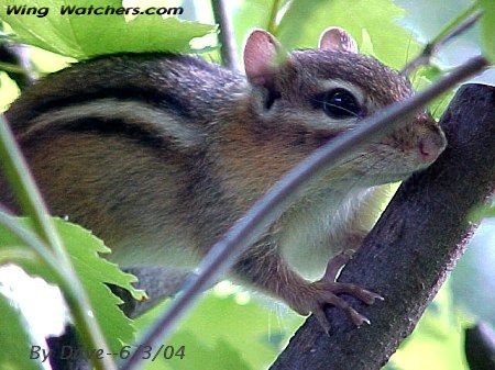 Chipmunk by Dave Pelletier