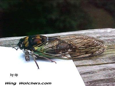 Cicada species by Dave Pelletier