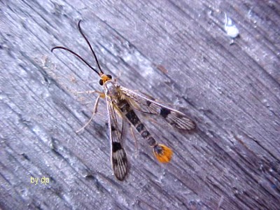 Maple Callus Borer Moth