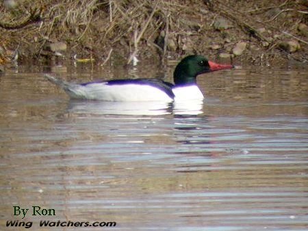 Common Merganser (M) by Ron Pelletier