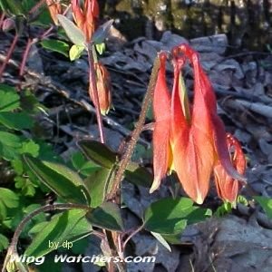 Wild Red Columbine flower