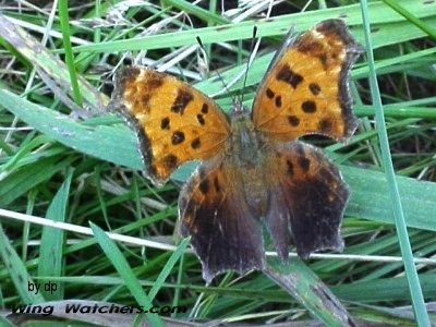 Eastern Comma Butterfly by Dave Pelletier