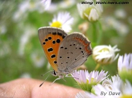 American Copper Butterfly by Dave Pelletier