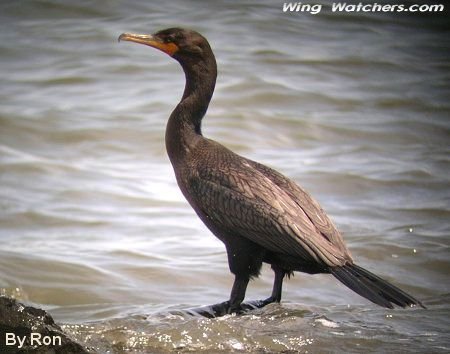 Double-crested Cormorant by Ron Pelletier