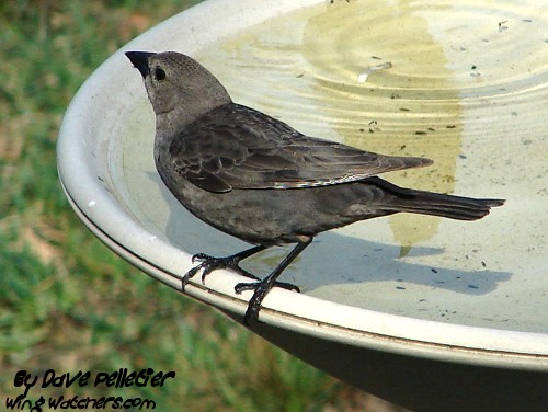 Brown-headed Cowbird (F) by Dave Pelletier