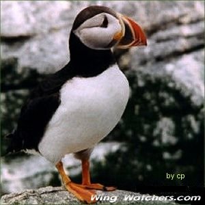 Atlantic Puffin by Cathi Pelletier