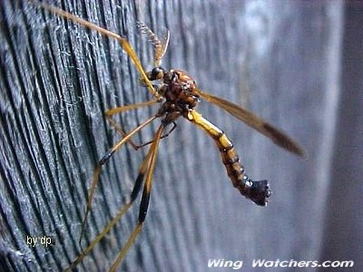 Wood-boring Cranefly by Dave Pelletier