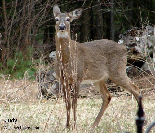 White-tailed Deer by Judy Pelletier