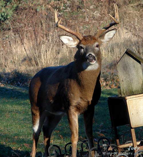 Deer (M) by Judy Pelletier