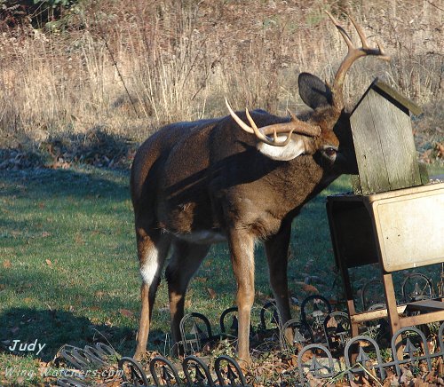 Deer (M) by Judy Pelletier