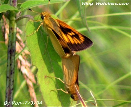 Delaware Skipper by Ron Pelletier