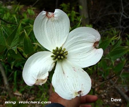 Dogwood Tree blossom